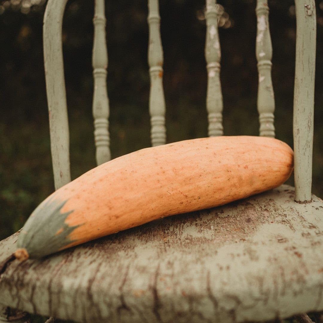 Amazon.com : North Georgia Candy Roaster Squash - 25 Seeds - Extra